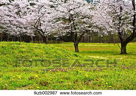 Stock Photo - Cherry blossoms. Fotosearch