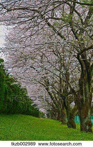 Cherry blossoms View Large Photo Image Stock Photo - Cherry blossoms. Fotosearch