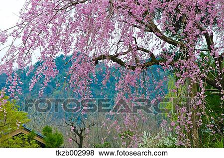 Stock Photo - Cherry blossoms. Fotosearch
