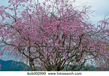 Cherry blossoms View Large Photo Image Stock Photo - Cherry blossoms. Fotosearch