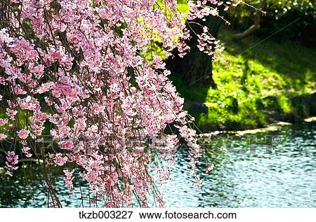 Stock Photo - Cherry blossoms. Fotosearch