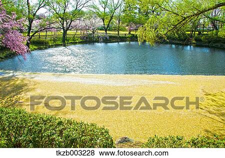 Cherry blossoms View Large Photo Image Stock Photo - Cherry blossoms. Fotosearch