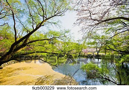 Stock Photo - Cherry blossoms. Fotosearch