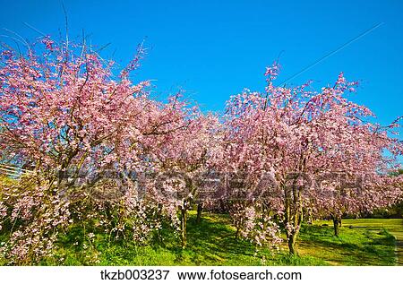 Cherry blossoms View Large Photo Image Stock Photo - Cherry blossoms. Fotosearch