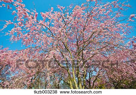Stock Photo - Cherry blossoms. Fotosearch