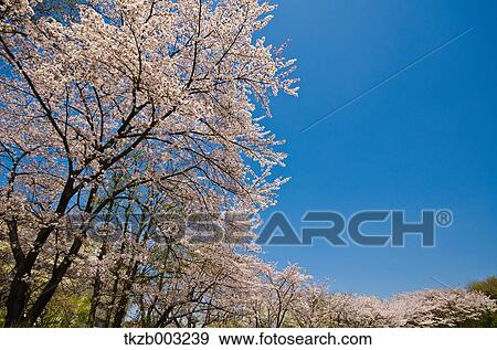 Stock Photo - Cherry blossoms. Fotosearch