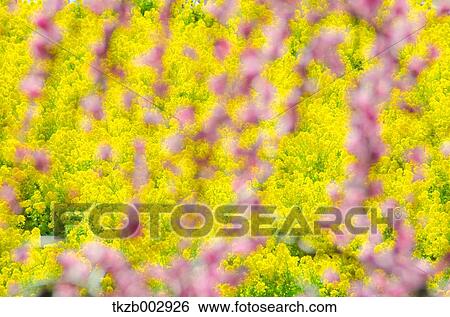 Stock Photograph - Cherry blossoms. Fotosearch