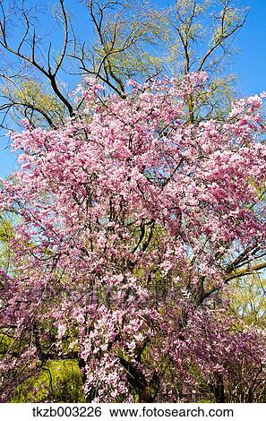Stock Photograph - Cherry blossoms. Fotosearch