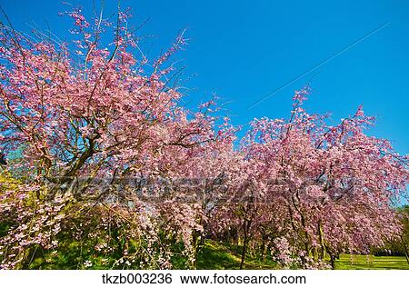 Stock Photograph - Cherry blossoms. Fotosearch