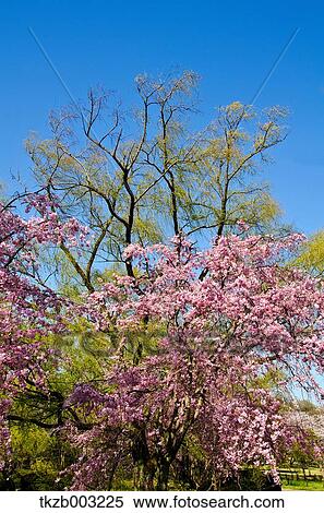 Cherry blossoms View Large Photo Image Stock Photography - Cherry blossoms. Fotosearch