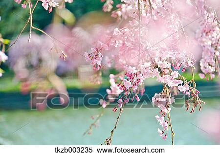 Stock Photography - Cherry blossoms. Fotosearch