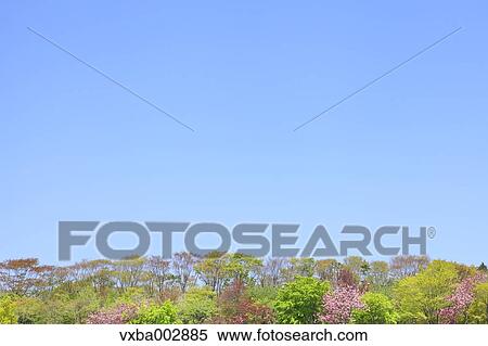 Cherry blossoms View Large Photo Image Stock Photography - Cherry blossoms. Fotosearch