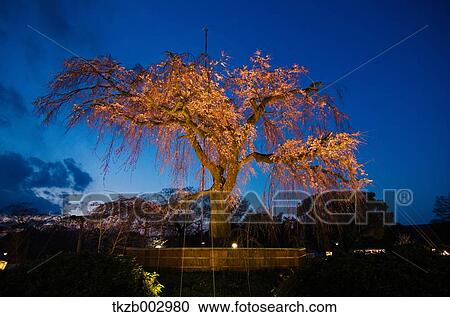 Stock Image - Cherry trees at night. Fotosearch