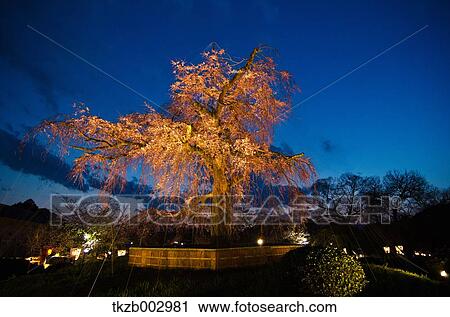 Cherry trees at night View Large Photo Image Stock Image - Cherry trees at night. Fotosearch