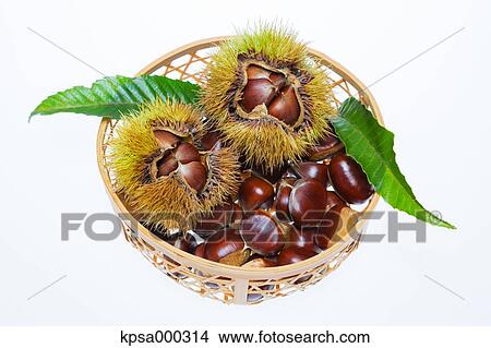 Chestnuts View Large Photo Image Picture - Chestnuts. Fotosearch
