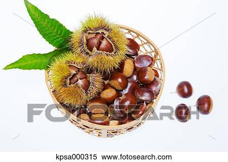 Chestnuts View Large Photo Image Stock Photography - Chestnuts. Fotosearch