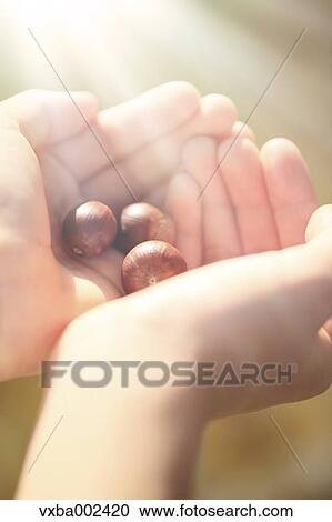 Child holding acorns View Large Photo Image Stock Image - Child holding acorns. Fotosearch