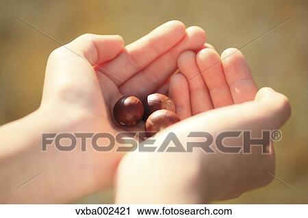 Child holding acorns View Large Photo Image Stock Image - Child holding acorns. Fotosearch