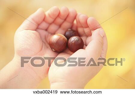 Child holding acorns View Large Photo Image Stock Photo - Child holding acorns. Fotosearch