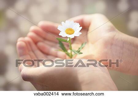 Child holding flower View Large Photo Image Picture - Child holding flower. Fotosearch