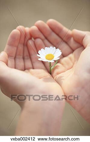 Child holding flower View Large Photo Image Stock Image - Child holding flower. Fotosearch
