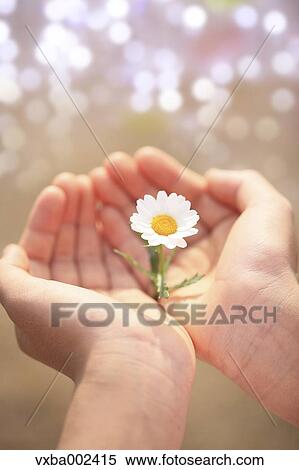 Child holding flower View Large Photo Image Stock Photography - Child holding flower. Fotosearch