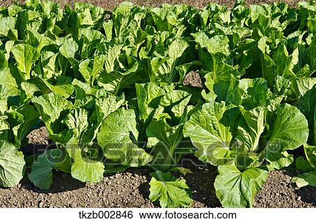 Chinese cabbage View Large Photo Image Stock Photograph - Chinese cabbage. Fotosearch
