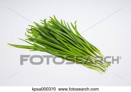 Stock Image - Chinese chive. Fotosearch