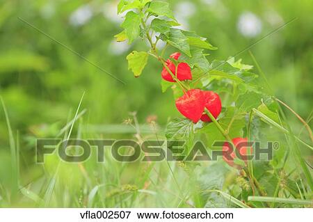 Chinese Lantern View Large Photo Image Stock Photo - Chinese Lantern. Fotosearch