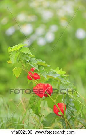Chinese Lantern View Large Photo Image Stock Photograph - Chinese Lantern. Fotosearch