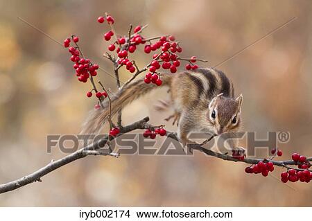 Picture - Chipmunk. Fotosearch