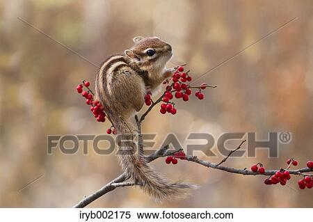 Chipmunk View Large Photo Image Stock Photography - Chipmunk. Fotosearch