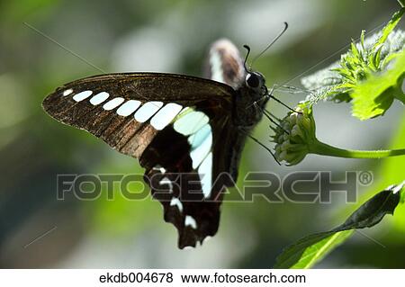 Stock Photo - Common Bluebottle. Fotosearch
