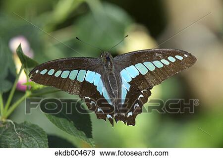 Stock Photo - Common Bluebottle. Fotosearch