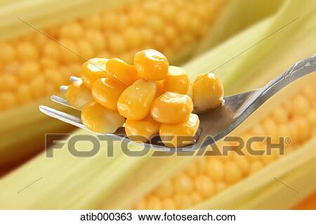 Corn View Large Photo Image Stock Image - Corn. Fotosearch