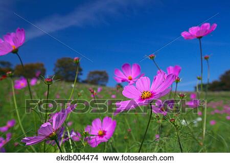 Picture - Cosmos and sky. Fotosearch