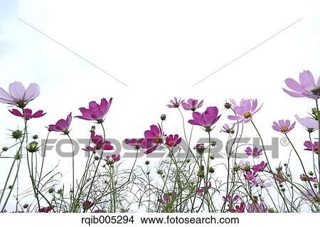 Picture - Cosmos and sky. Fotosearch