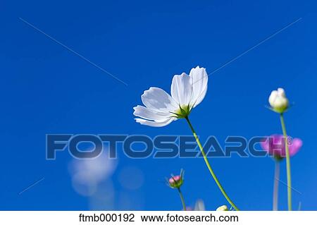 Stock Image - Cosmos and sky. Fotosearch