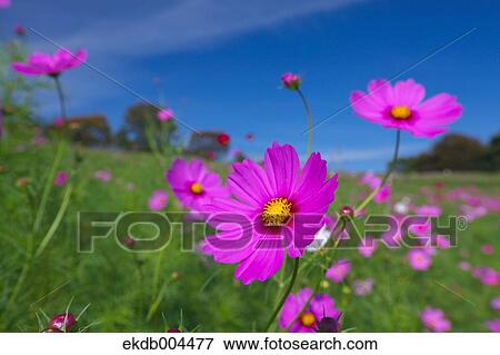 Stock Photo - Cosmos and sky. Fotosearch