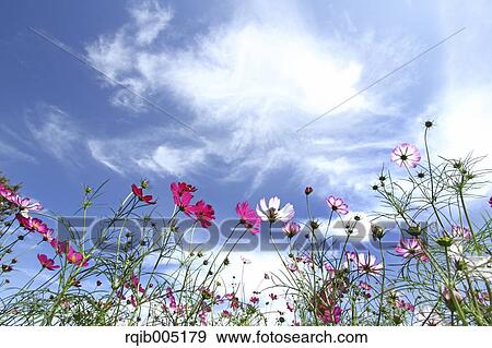 Stock Photo - Cosmos and sky. Fotosearch