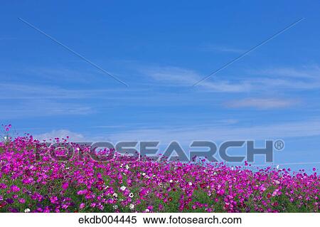 Stock Photography - Cosmos and sky. Fotosearch