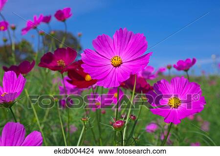 Picture - Cosmos. Fotosearch
