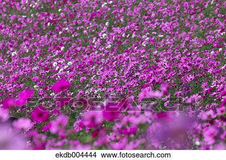 Cosmos View Large Photo Image Picture - Cosmos. Fotosearch