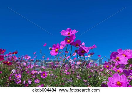 Cosmos View Large Photo Image Picture - Cosmos. Fotosearch