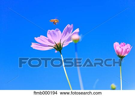 Picture - Cosmos. Fotosearch