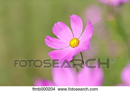 Picture - Cosmos. Fotosearch