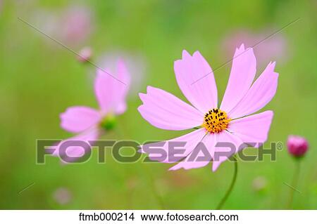 Cosmos View Large Photo Image Picture - Cosmos. Fotosearch