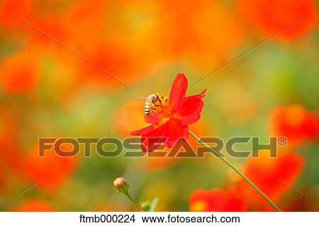 Cosmos View Large Photo Image Picture - Cosmos. Fotosearch