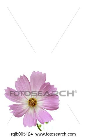 Cosmos View Large Photo Image Picture - Cosmos. Fotosearch