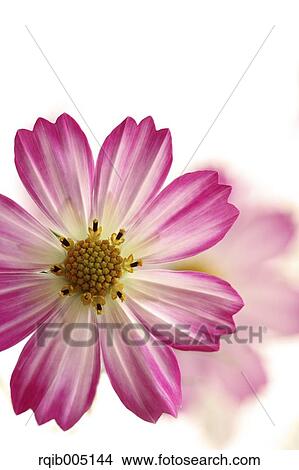 Cosmos View Large Photo Image Picture - Cosmos. Fotosearch